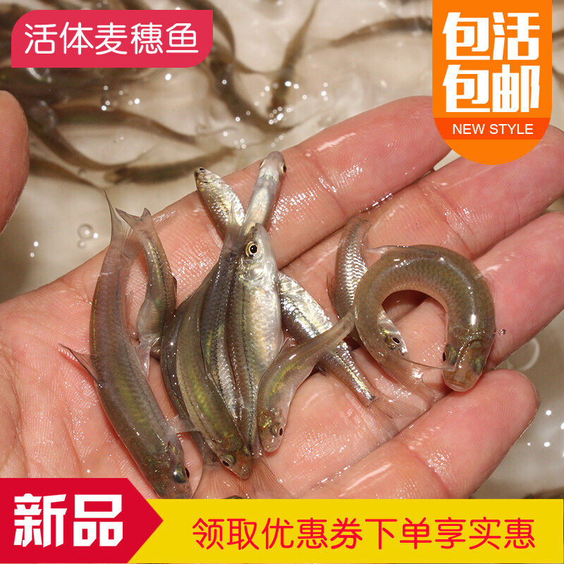 活体鱼包邮麦穗鱼鹦鹉龙鱼鲜活饲料鱼鳄龟乌龟小鱼苗观赏鱼养殖鱼