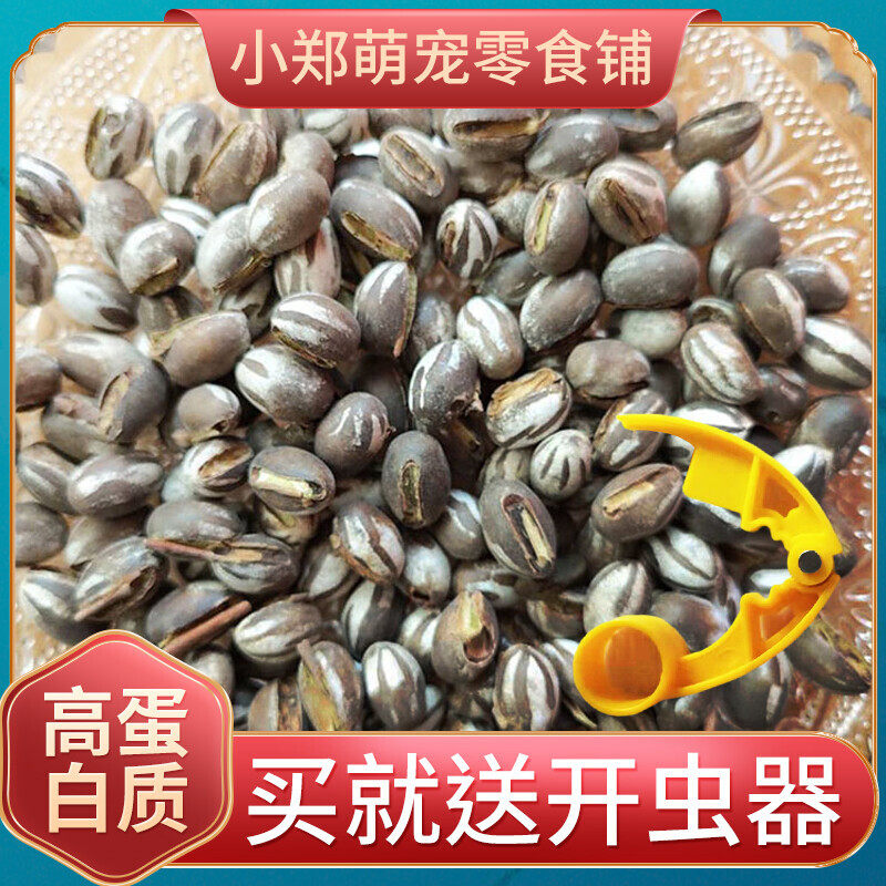 杨拉罐洋辣子罐蛋活包邮幼虫高蛋白粮食钓鱼鱼饵鸟仓鼠零食坦克虫