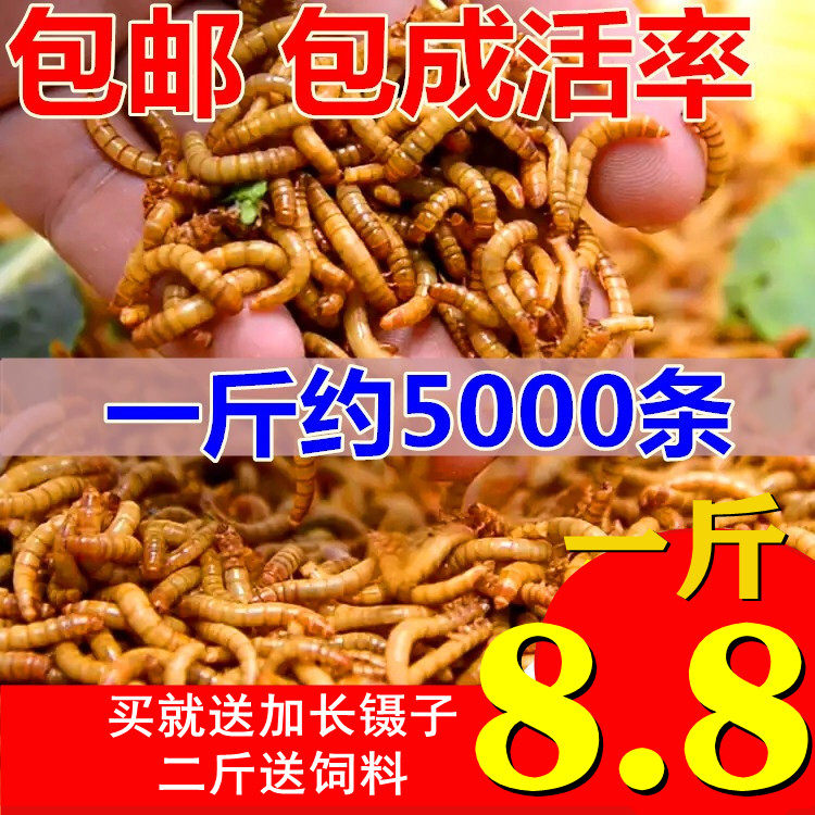 面包虫活体 黄粉虫活虫 鹦鹉鱼 金龙鱼 乌龟 画眉鸟石蛙饲料包邮