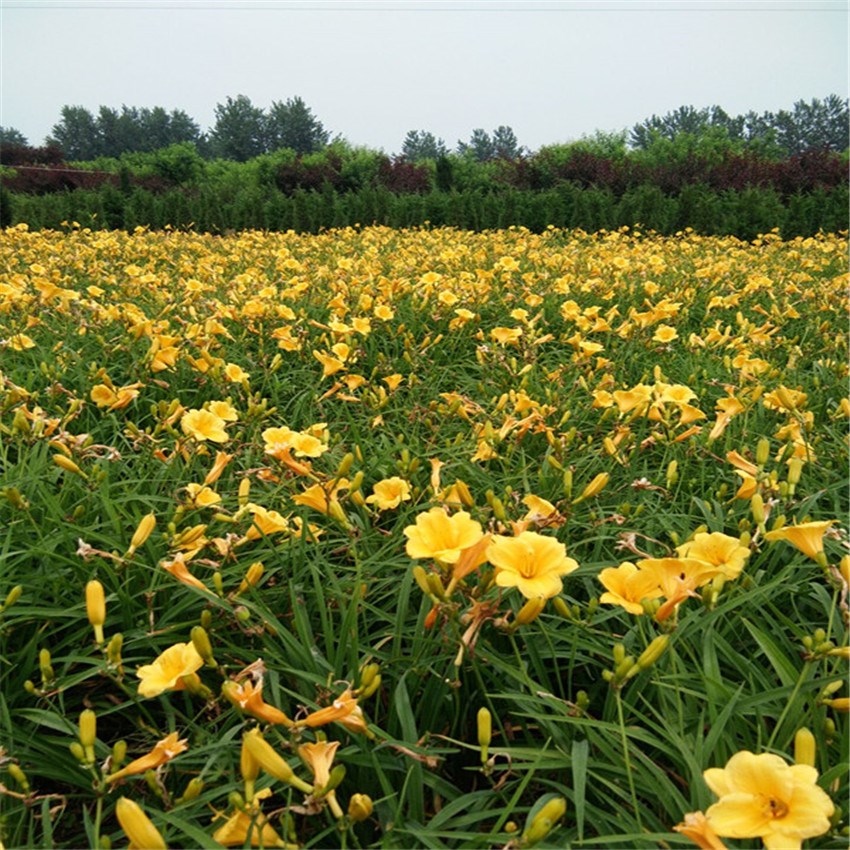 金娃娃萱草大花萱草苗庭院耐寒地被植物室外宿根耐寒耐旱绿化花卉