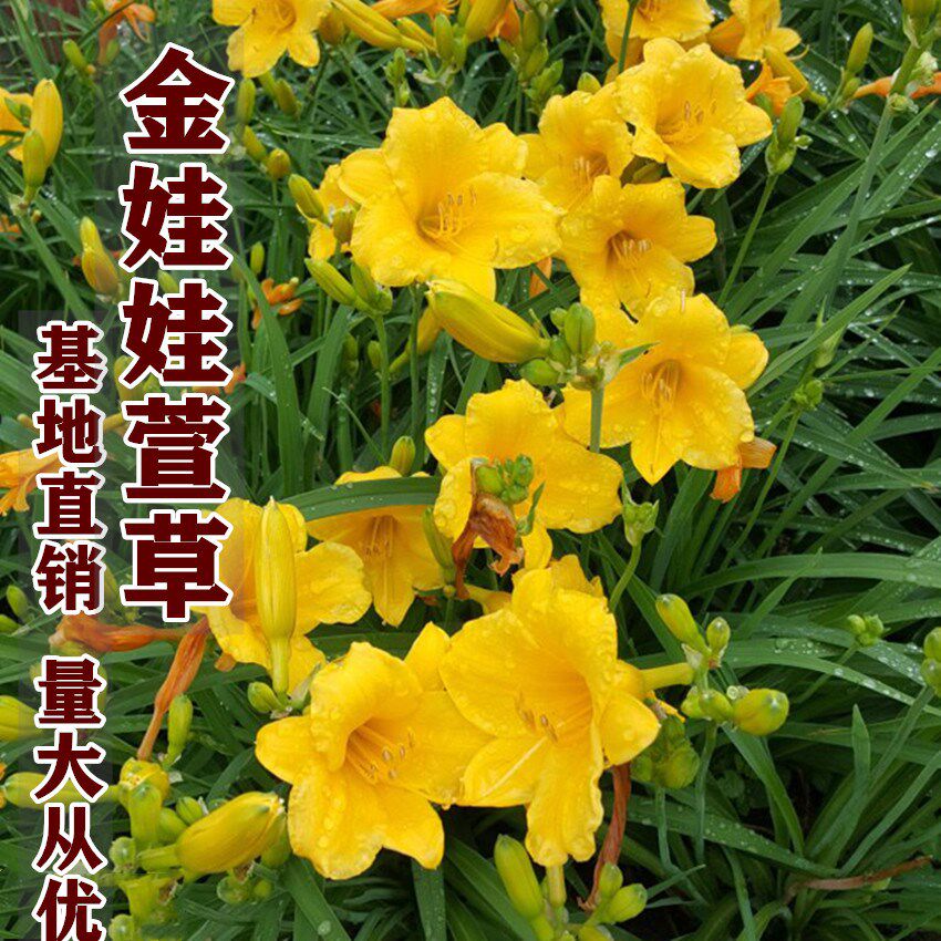金娃娃萱草大花萱草苗庭院耐寒地被植物室外宿根耐寒耐旱绿化花卉