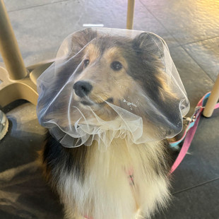 【防乱吃头套】狗狗防误食头纱外出嘴套狗头套面罩狗网套透气面纱