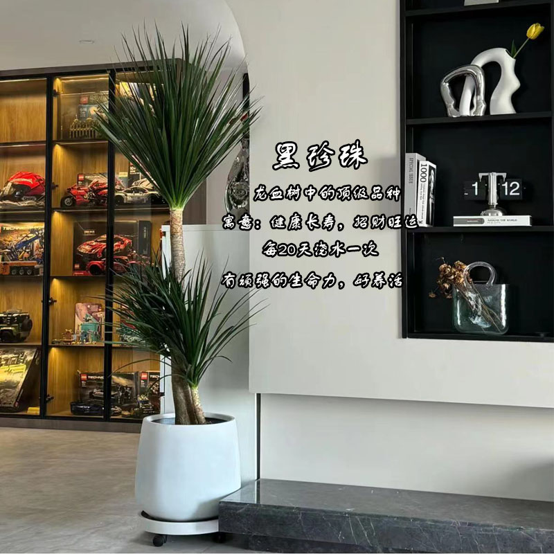 黑珍珠造型龙血树盆栽室内绿植客厅办公室净化空气好养植物龙须树
