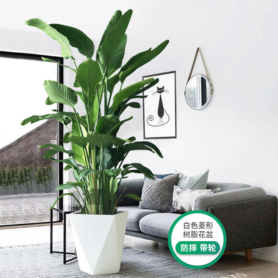 天堂鸟客厅绿植大型花室内摆件落地盆栽办公室大叶绿色植物鹤望兰