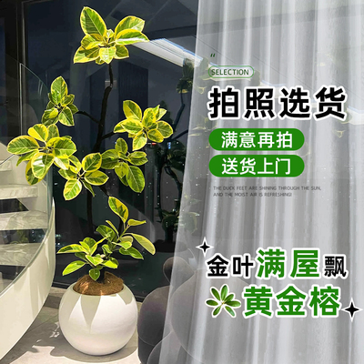 黄金榕客厅绿植花叶橡皮树大盆栽高山榕室内大型真花植物富贵好养