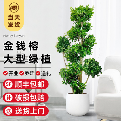 金钱榕客厅大盆栽s型小叶金钱榕摇钱树老桩造型盆景室内大型绿植