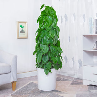 心叶藤盆栽室内外树苗办公室大型植物茎空气除甲醛大叶绿植青叶藤
