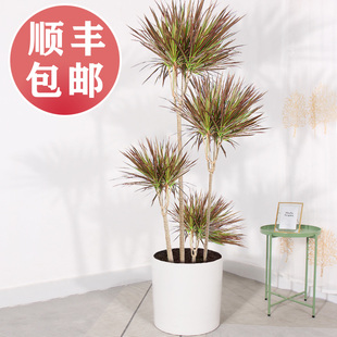 千年木绿植 室内大型盆栽 七彩铁龙血树网红绿植好养北欧风马尾铁