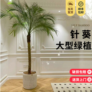 针葵盆栽树苗室内客厅美观大型绿植椰子棕榈网红轻奢好养盆景植物