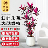 红叶朱蕉绿植室内大型盆栽办公室客厅落地式 禄植真花好养易活植物