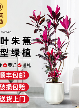红叶朱蕉绿植室内大型盆栽办公室客厅落地式禄植真花好养易活植物