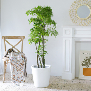 羽叶福禄桐盆栽细叶金钱树室内客厅大型绿植老桩金钱兜净化空气