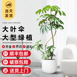 日本保罗大叶伞客厅大盆栽大型绿植物老桩盆景室内办公室一物一拍