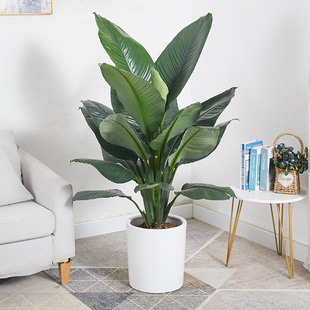 绿巨人室内盆栽 大叶植物 大型客厅阳台净空气除甲醛易养活绿植
