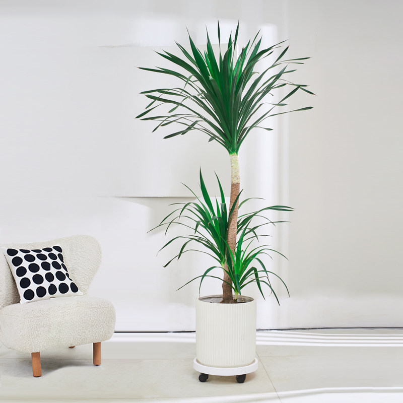 太空铁大型室内客厅落地盆栽龙血树绿植物(基地直播 一物一拍)