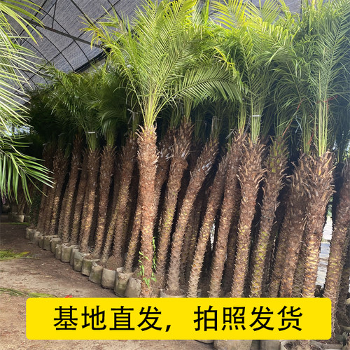 美丽针葵泰国椰子树盆栽刺葵棕榈树室内大型绿植办公室客厅除甲醛