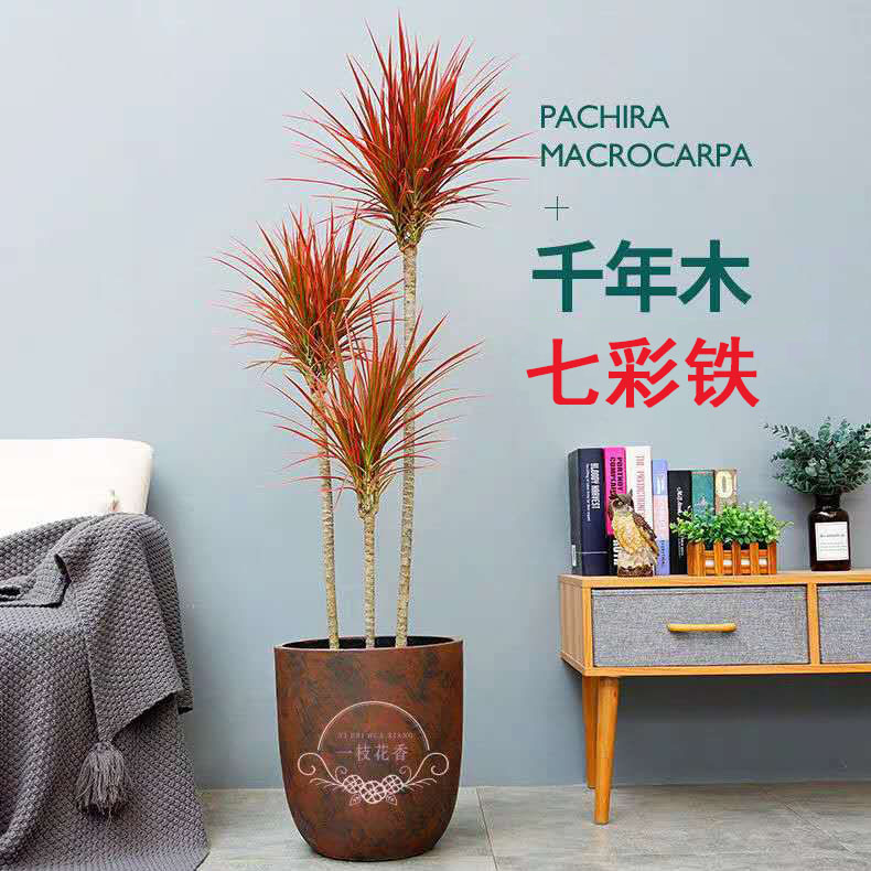 七彩铁室内客厅植物千年木盆栽三色龙血树办公室净化空气绿植好养