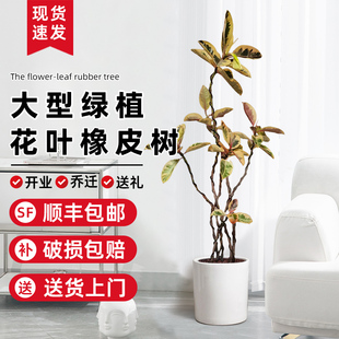 花叶橡皮树客厅大盆栽彩叶橡皮树黑金刚老桩造型树大型绿植旺宅