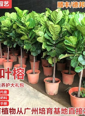 琴叶榕盆栽客厅室内大型绿色植物大叶四季好养型棒棒糖绿植吸甲醛