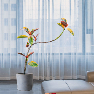 大型橡皮树盆栽老桩好养花叶黑金刚室内客厅办公室北欧风造型植物