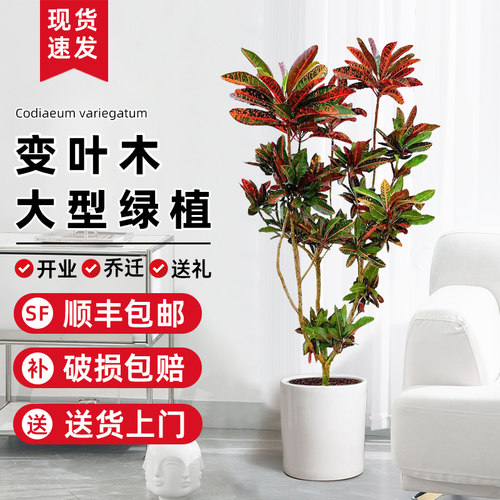 变叶木客厅大盆栽大型绿植物树大叶七彩变色木造型室内办公室旺宅