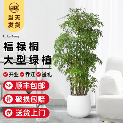 羽叶福禄桐盆栽金钱兜福禄桐盆景办公室内客厅大绿植乔迁易活植物