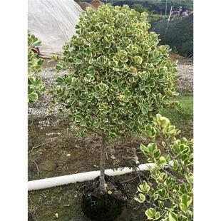 心叶榕大盆栽锦叶三角榕绿植牛奶爱心榕阳台庭院花园别墅露台植物