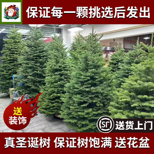 圣诞树真树当天发货包成活