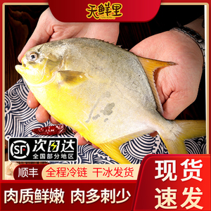 广东阳江金鲳鱼深海鲜活捕捞 平鱼速冻冰鲜海鲜水产顺丰包邮