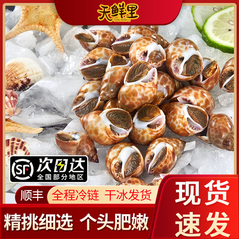 天鲜里花螺鲜活速冻新鲜海螺批发