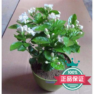 虎头茉莉 茉莉花盆栽 双瓣重瓣茉莉花苗 双色茉莉花 净化空气包邮