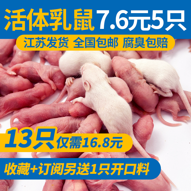 活乳鼠小白鼠宠物蛇无菌爬宠活饵饲料
