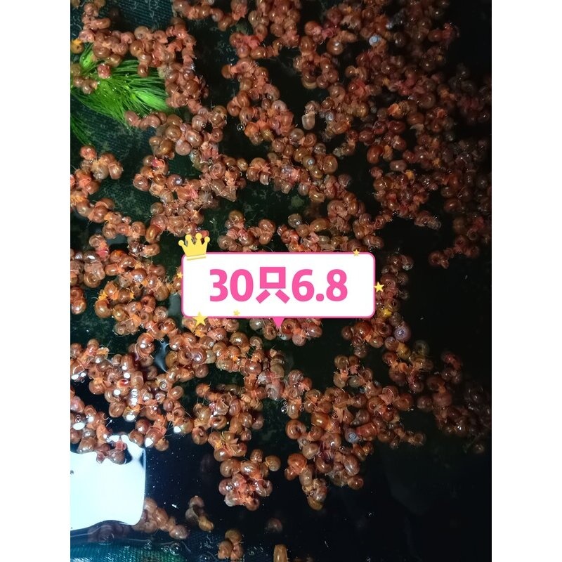 观赏螺全红苹果螺河豚类鱼龟活体饲料清洁螺包活到家