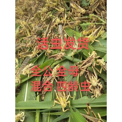 全公蚂蚱活虫东亚飞蝗包邮蝗虫蚱蜢干蚂蚱活蚂蚱纯公蚂蚱四龄虫