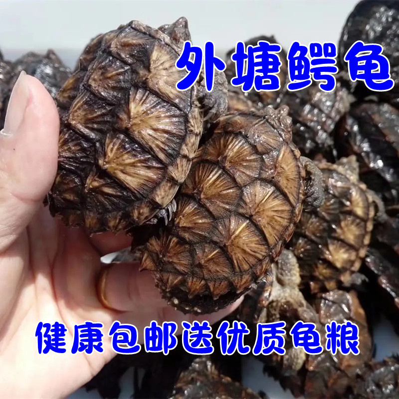 鳄龟活物外塘小鳄龟宠物龟凶猛龟观赏龟杂佛鳄龟北美鳄龟乌龟活体