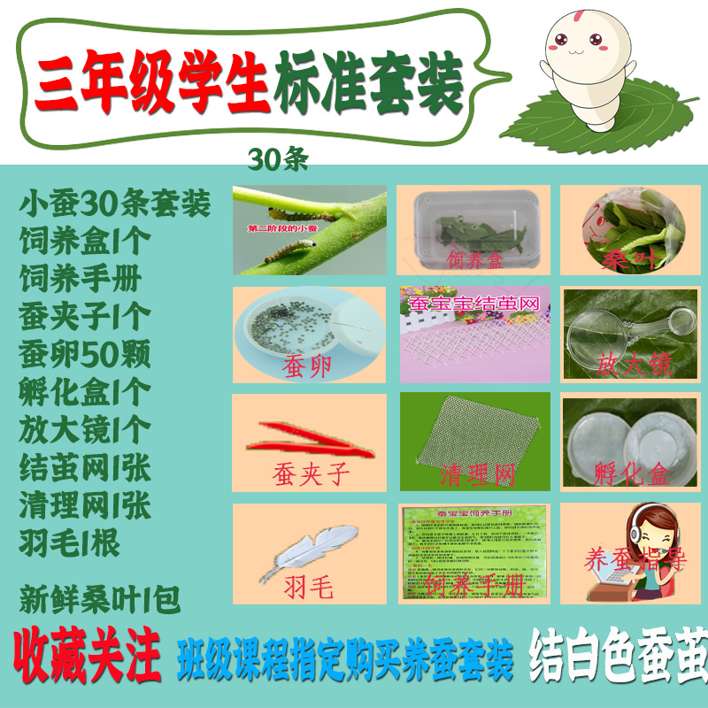 蚕宝宝蚕卵学生养蚕套装送吃的新鲜嫩桑叶七彩色金蚕宝宝卵籽包活