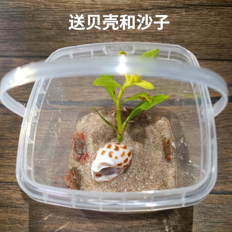 迷你蟹辣椒蟹观赏蟹送养蟹缸孔雀鱼虾斑马鱼混养吃涡虫除藻小螃蟹