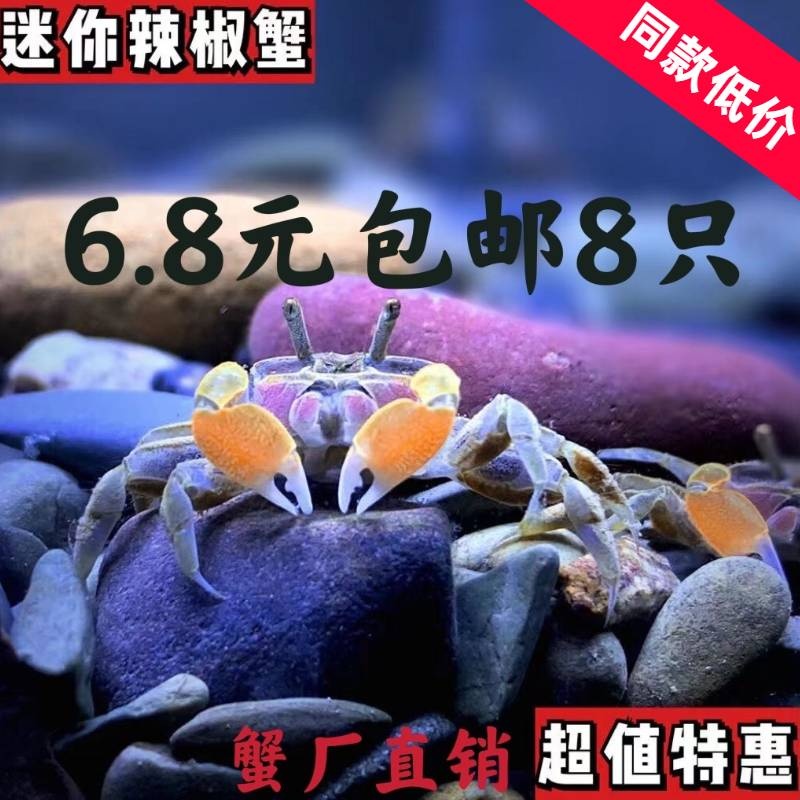 迷你蟹辣椒蟹宠物鱼缸观赏蟹淡水活体草缸可深水养殖小螃蟹除藻蟹