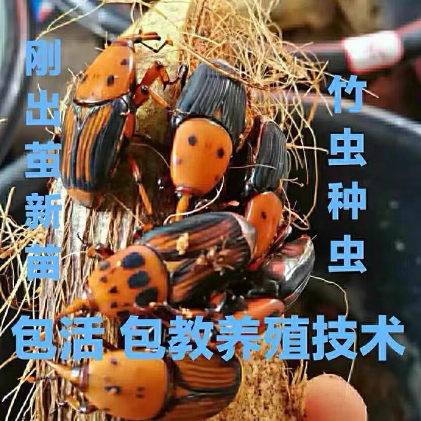 椰子虫皇竹虫苗活虫竹笋虫竹象虫活体成虫种苗种虫包活教养殖技术
