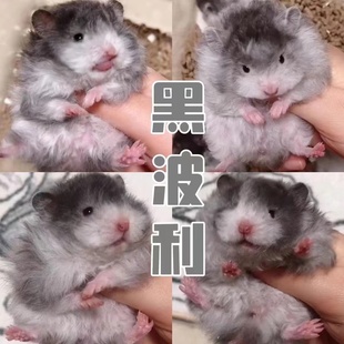 仓鼠熊家养波利金丝熊长毛卷毛黑波利黄波利蜜波利火波利鸽灰波利