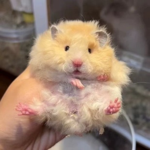 长卷毛黑波蜜波鸽灰肉桂波利金丝熊幼崽超萌小仓鼠卷毛巧克力波利