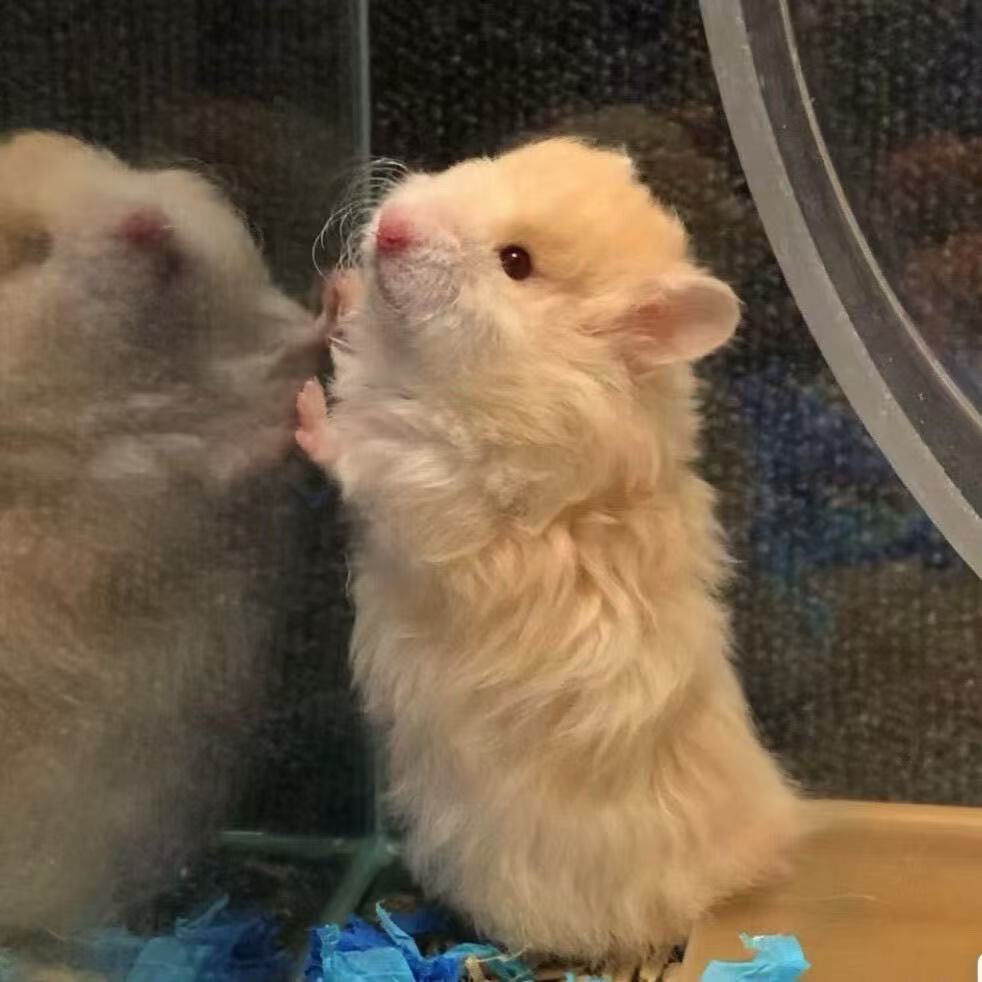 家养藤盒发长毛卷毛波利金丝熊大体金丝熊黑蜜波利金丝熊可爱幼崽