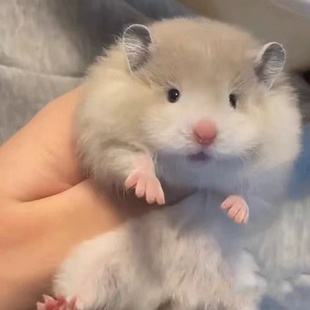 家养波利金丝熊宠物仓鼠活物鼠类直毛卷毛幼崽黑黄火蜜蓝肉桂活体