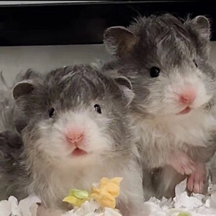 家养长毛波利金丝熊仓鼠卷蜜波利鸽灰波黑波利肉桂火波黄可爱活物