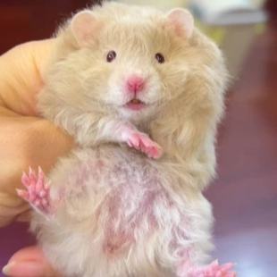 仓鼠熊家养波利金丝熊长毛卷毛黑波利黄波利蜜波利火波利鸽灰波利