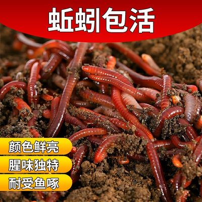 牛粪蚯蚓活饵红虫野钓盒装鲜活垂钓鱼饵红蚯蚓盒装散装打窝料鱼食