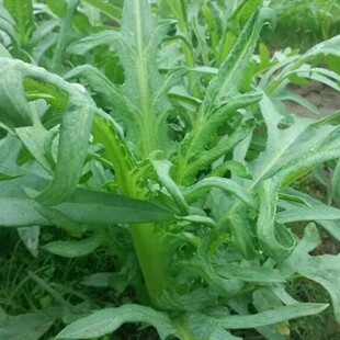 四季花芽甜麦菜种子博白甜麦菜苦麻菜籽青菜春秋季阳台蔬菜种孑籽