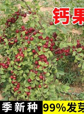 新采钙果种子 高钙果树种子 北方耐寒四季易种活种籽子 欧李种子
