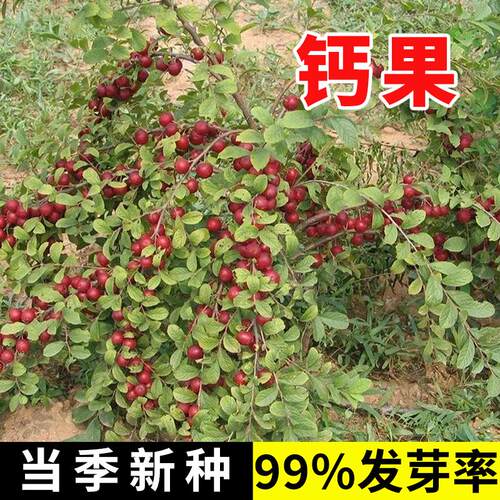 新采钙果种子高树北方耐