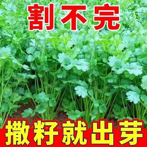 耐热小叶香菜种子山东老品